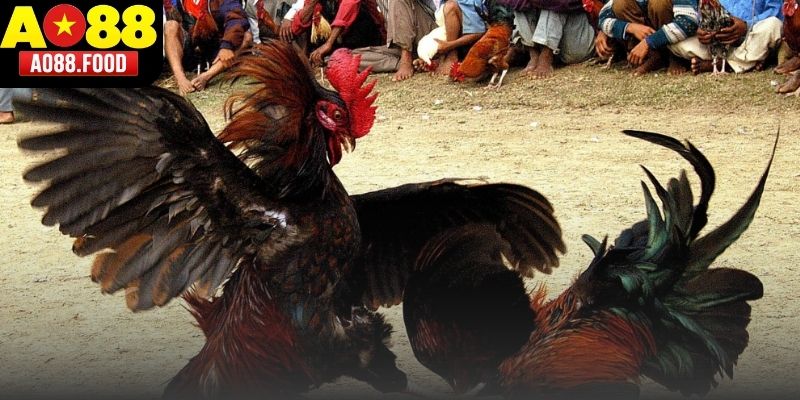 Bảng cược hiển thị hai cửa chiến kê trong trận đá gà AO88 trực tuyến.